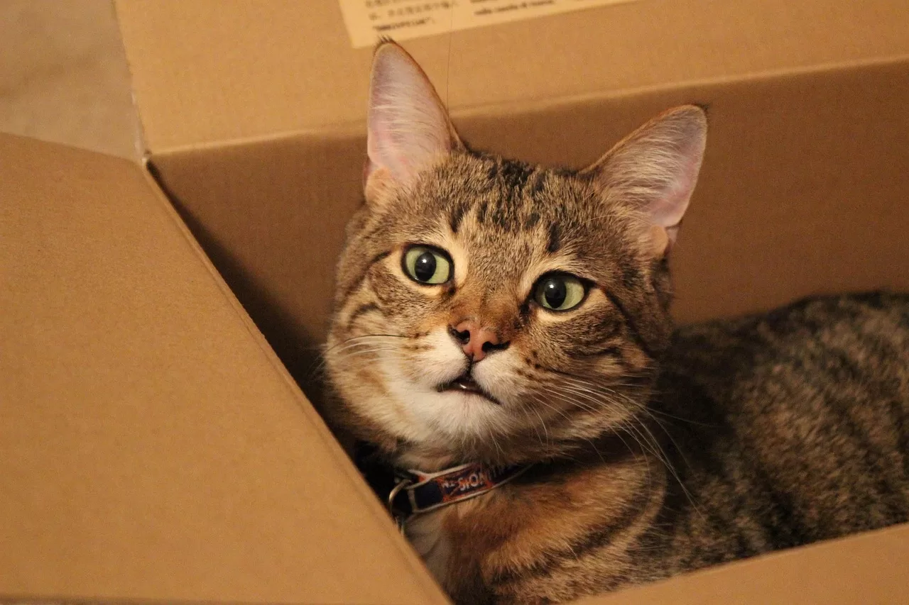 A tabby cat in a brown carboard box